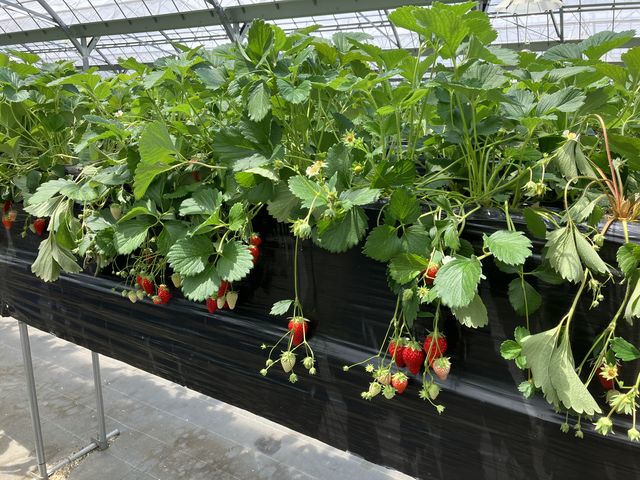 ����������_�܌j�r�ӂ�`��