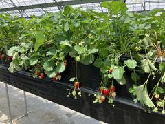 ݂̌܌jrӂ`ւ̓eʐ^1