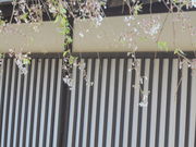 񂳂̓LOفi쌧sj̓eʐ^5