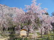 񂳂̏隬É̏dg}̓eʐ^11