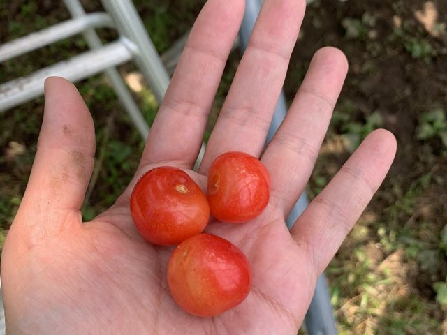 ��������_Hosaka Farm�k�ۍ�ʎ����l