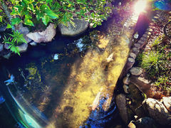 �Ё[�ۂ񂳂�̏k�i���ւ̓��e�ʐ^1