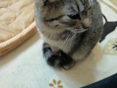 ˂JtFEnhChG݁@Five Cats̎ʐ^1