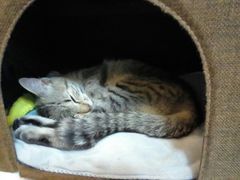 ˂JtFEnhChG݁@Five Cats̎ʐ^2