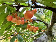 ߂܂}}̍Lʉւ̓eʐ^1