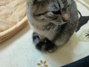 oVXN̂˂JtFEnhChG݁@Five Cats̓eʐ^1