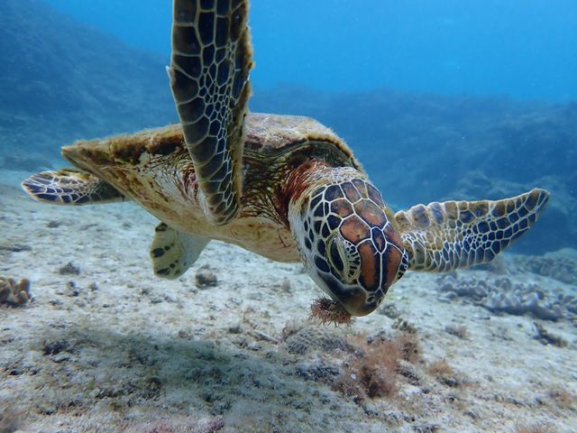 綺麗な海_marine assist DEMI