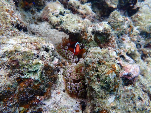 綺麗な海_marine assist DEMI