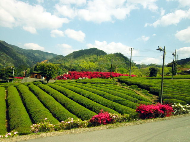 �����̎��͂��c�c�W_�[�k���̗�