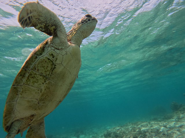 �E�~�K������_�����l�C�`���[�K�C�h�E�V���m�[�P�����O�E�J�k�[�E�i�C�g�c�A�[