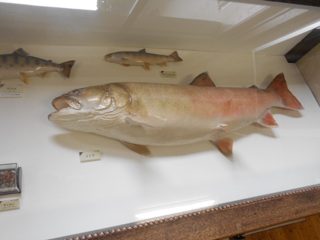 �ԑ��s�����y������