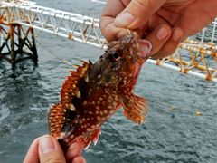 nyanchañGCybNXX|[c(zej[AJI)ւ̓eʐ^1