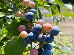 ՂɂՂɂ̓R{Iu[x[ւ̓eʐ^1