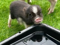 ꂢpignic farm&cafeւ̓eʐ^1