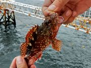 nyanchañGCybNXX|[c(zej[AJI)̓eʐ^1