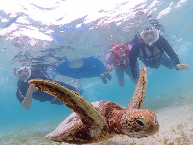 �O��̃E�~�K���I_CHAMP TOUR �{�Ó�