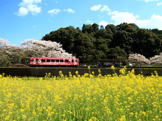 ͓w̍؂̉ԉzɎB܂_ѐ쐴