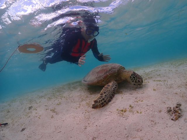 ���H�����̂悤�Ɉꏏ�����C�������ł���C�T�ł��B_�V���m�[�P���c�A�[�@��`��