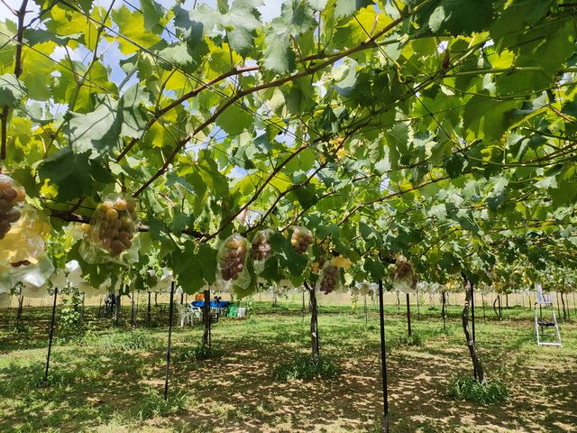 �_���͍L�X_�X�c�Ԃǂ���