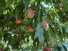 rf79455̌_O[vnEXւ̓eʐ^1