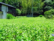 CCꃉC_[̔䌴W̓eʐ^9