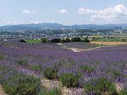 ڂ̏xǖ쒬̃x_[̓eʐ^2