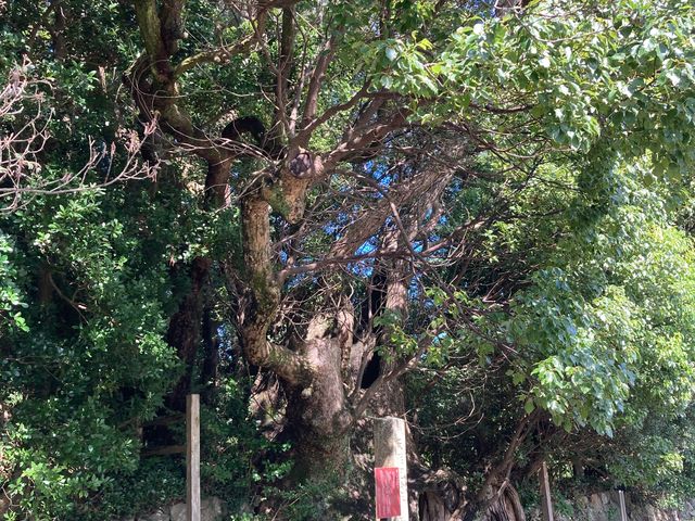 �h�������̂��ߓ�_�h�������̂��ߓ�