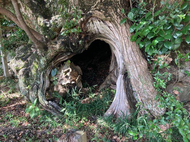 �h�������̂��ߓ�_�h�������̂��ߓ�