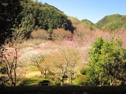 �C�C�ꃉ�C�_�[����̔����Ҕ~�щ��̓��e�ʐ^3