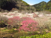 �C�C�ꃉ�C�_�[����̔����Ҕ~�щ��̓��e�ʐ^4