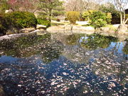 �C�C�ꃉ�C�_�[����̔����Ҕ~�щ��̓��e�ʐ^5