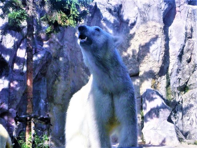 �u�����񂶂�(# ߄D�)�v�Ɩi����H_���R������