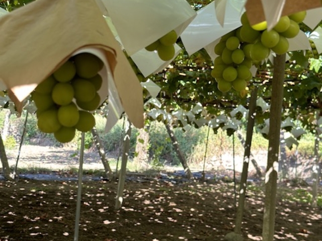 �傫���V���C���}�X�J�b�g_�É��b�ʉ�