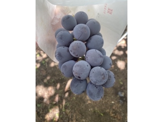 ����������_������