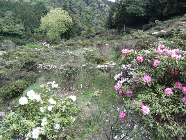 �V�����͊��S�ɂ͐�������Ă��܂���_�U�R���Ⴍ�Ȃ���