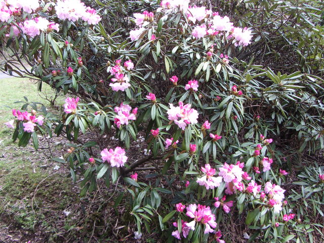 �V���N�i�Q�̓s���N�F�����Ă�_�U�R���Ⴍ�Ȃ���