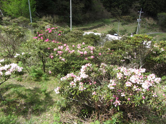 ���F�̃V���N�i�Q������܂�_�U�R���Ⴍ�Ȃ���