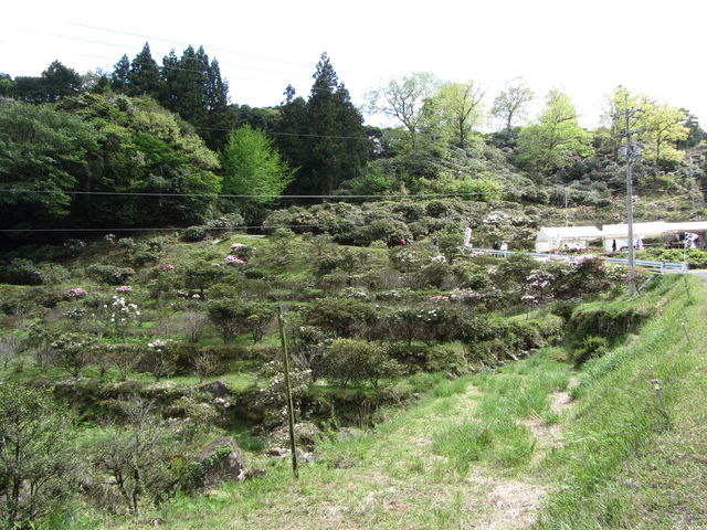 �C�C�ꃉ�C�_�[����̕U�R���Ⴍ�Ȃ����̓��e�ʐ^5