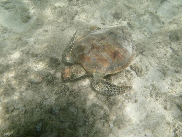 �E�~�K���ԋ߂Ō����܂����I_�V�F���V�[