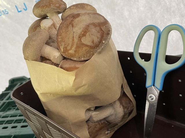 �n�T�~���؂�ăV�C�^�P��������܂��B�Ȃ�ׂ�����������Ƃ�܂��B_�����x�G�i�W�[�t�@�[���@���������Ƃ��������̐X