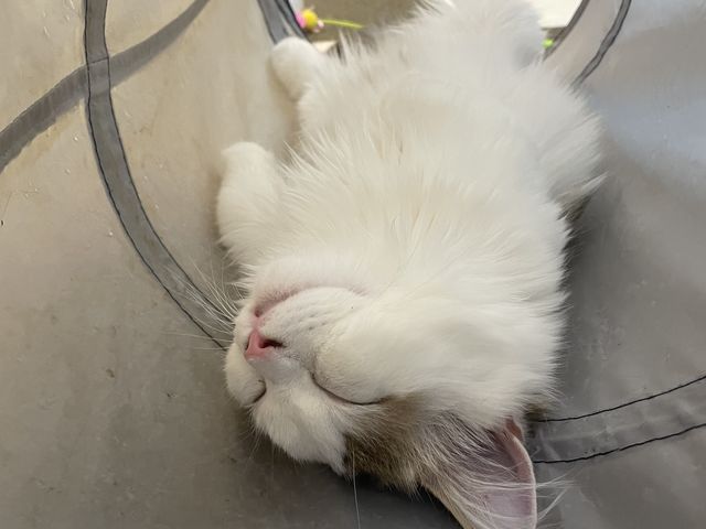 �܂��Ԃ����ł����B_�L�J�t�Fcota