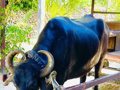 }~R̐Ί_h[όւ̓eʐ^1