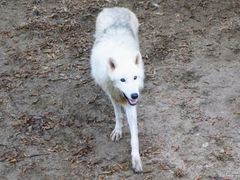 ȁHcsXR`I̐X`ւ̓eʐ^1