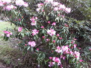 �C�C�ꃉ�C�_�[����̕U�R���Ⴍ�Ȃ����̓��e�ʐ^3