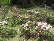 �C�C�ꃉ�C�_�[����̕U�R���Ⴍ�Ȃ����̓��e�ʐ^4