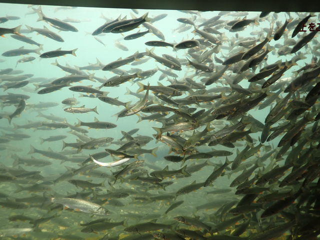 �T�P�̂ӂ邳�Ɛ�ΐ�����