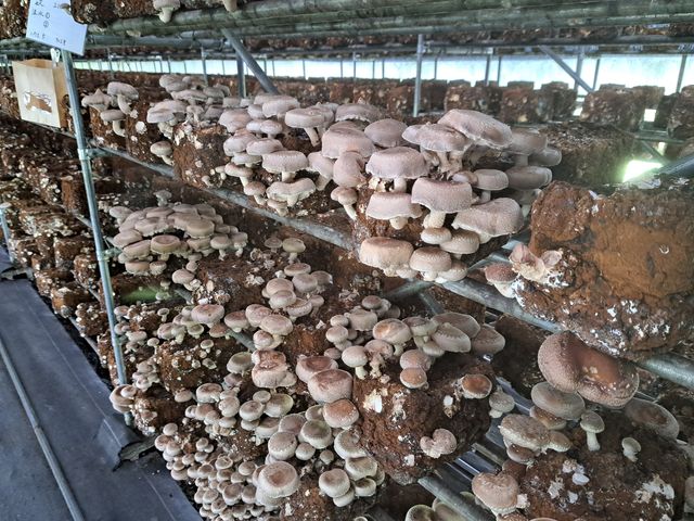 �����������R�[�i�[�Ɉē������Ƒ傫����������������������R�����Ă܂�_�����x�G�i�W�[�t�@�[���@���������Ƃ��������̐X