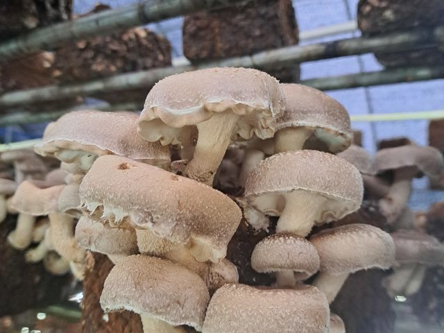 �����猩��Ɠ����Ȃ̂��킩��܂�_�����x�G�i�W�[�t�@�[���@���������Ƃ��������̐X