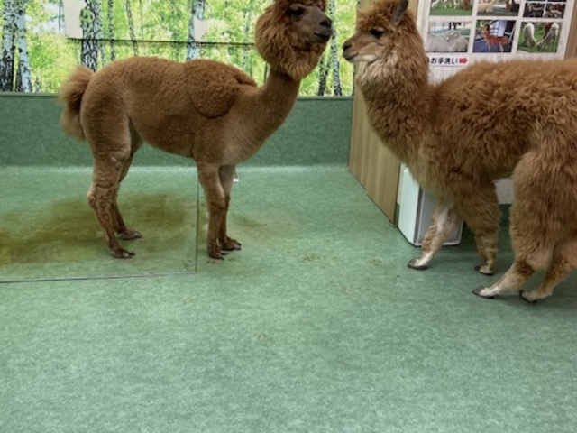 �����˂����Ƃ��������_�A���p�J�ӂꂠ�������h