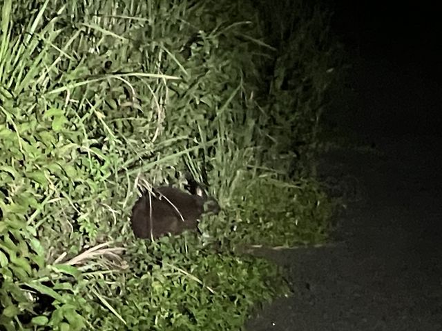 �B�肽�������������ł��B_���FTokunoshima